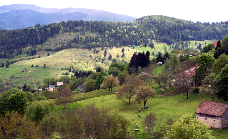 alsace_14.jpg - Sur les hauteurs de Münster