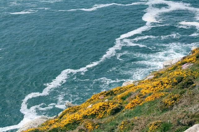 fleuretmer1.jpg - Pointe du raz : couleurs