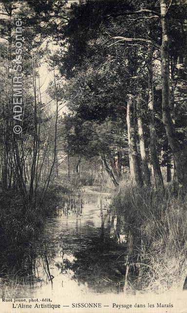 Paysage dans les marais