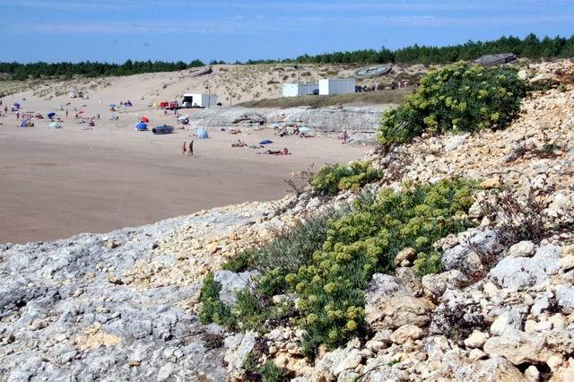 14.jpg - Fleurs et plage en septembre